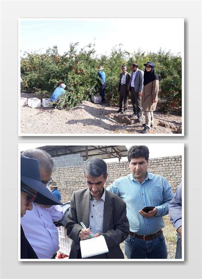 گزارش دبیر خانه ستاد انتخاب نمونه‌های ملی بخش كشاورزی در ‏سال جاری